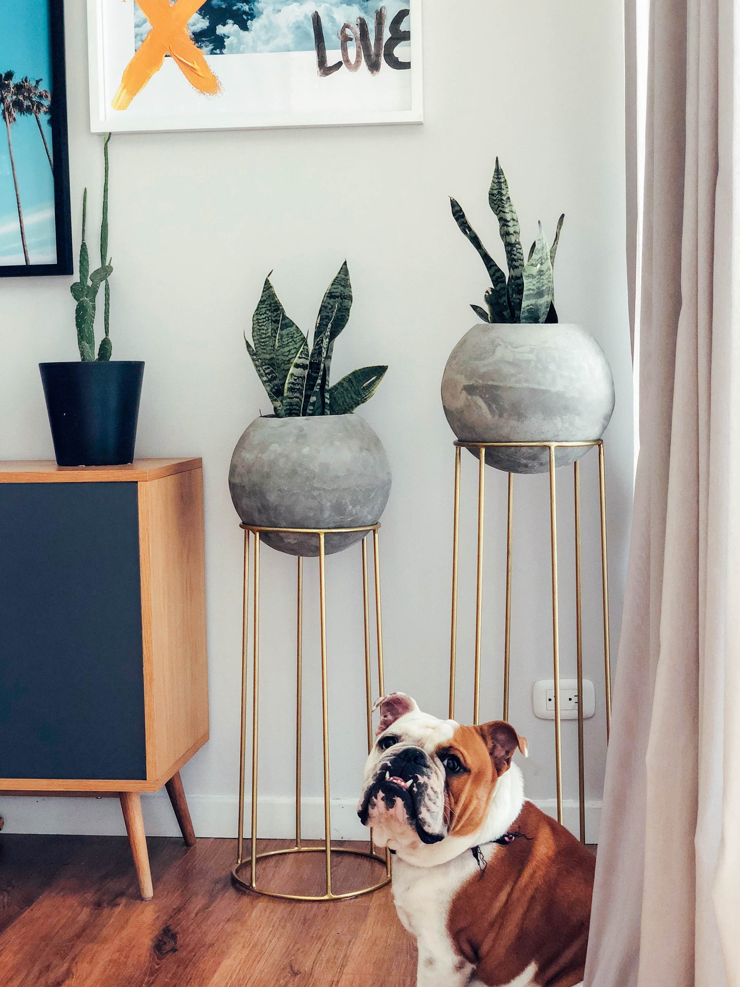 Top 5 de plantas de interior para 2020