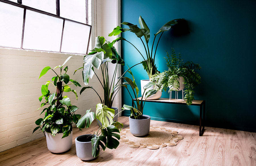 CÓMO NO MATAR A TUS PLANTAS DE INTERIOR